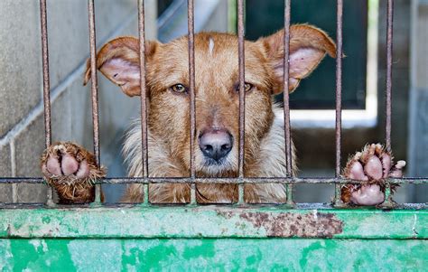 Free Photo Caged Dog Abandoned Sad Animal Free Image On Pixabay