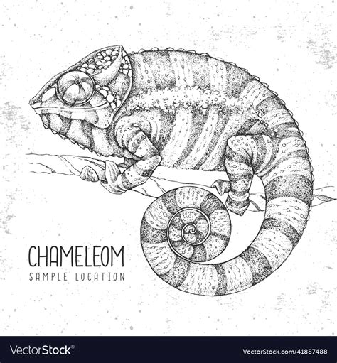 Hand Drawing Chameleon Graphic Art Royalty Free Vector Image