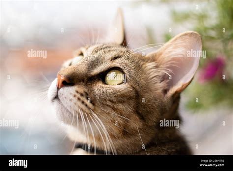 Beautiful Tabby Cat Brown Orange And White With Green Eyes Closeup