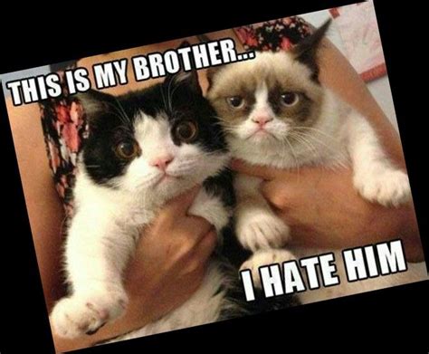 Grumpy And Pokey Grumpy You Dont Mean That Grumpy Cat Grumpy Cats