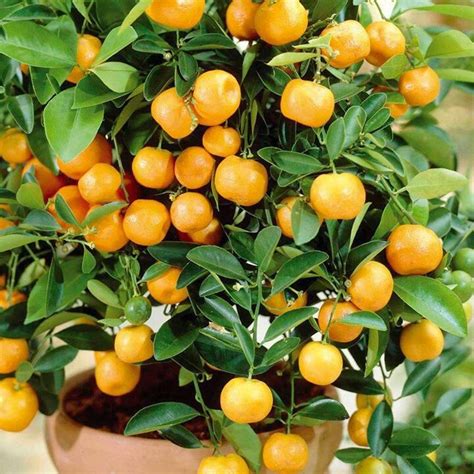 Kiat Kiat Orange Vegetable Garden Tips Fruit Plants Dwarf Trees