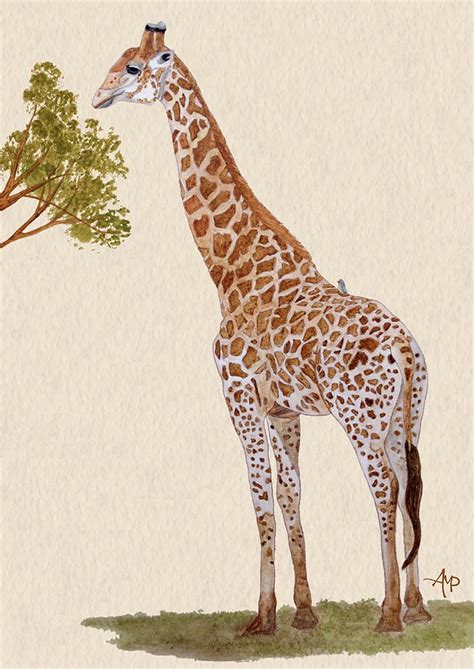 Giraffe Watercolor Painting By Angeles M Pomata