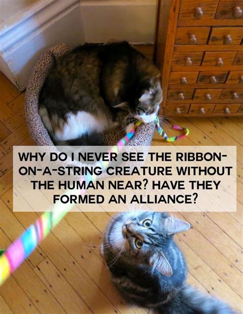 If Cats Could Talk Here Are 18 Funny Things Cats Would Say Funny