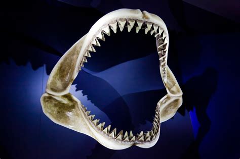 Shark Jaws Free Stock Photo Public Domain Pictures