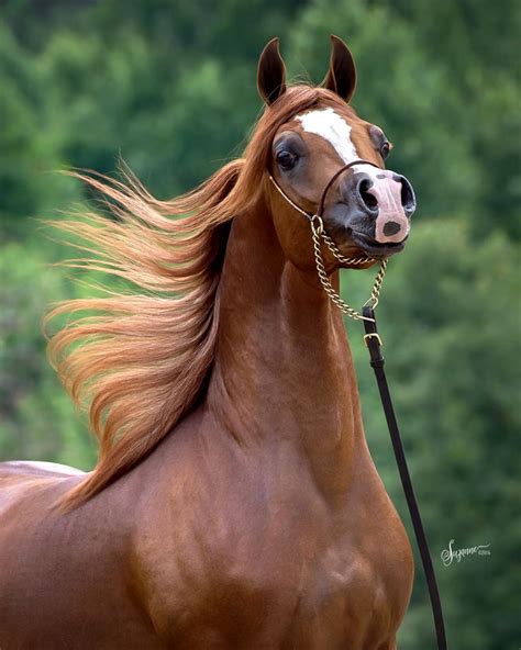 Stunning Arabian Horse A Spirited Chestnut With Wide Blaze And Flaxen