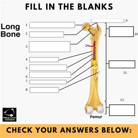 The humerus and the femur are corresponding bones of the arms and legs, respectively. Blank Diagram Of A Long Bone / 6 3 Bone Structure Anatomy ...