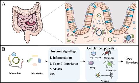 Impact Of Microbiota On Central Nervous System And Neurological