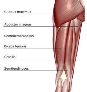 Dimitrios mytilinaios md, phd last reviewed: Thigh Anatomy Mri - Anatomy Diagram Book