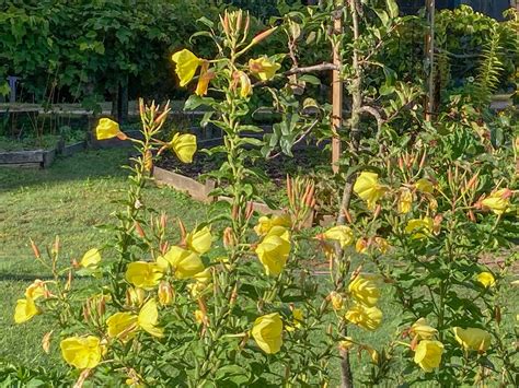 Evening Primrose Aka Oenothera Biennis Backyard Forager