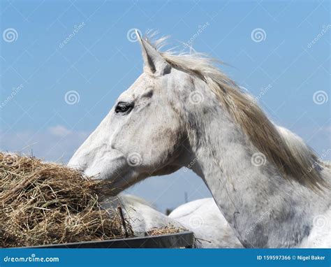 Grey Horse Eating Hay Stock Photo Image Of Equine Outdoors 159597366