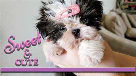Cute Teacup Purebred Shih Tzu Puppy Isnt She The Cutest Thing You
