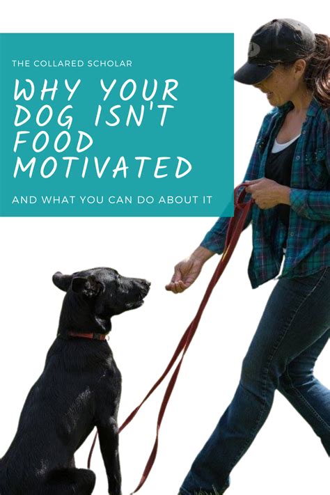 Learn Why Your Dog Loves Food At Home But Wont Take Treats When Out