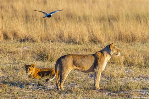Botswana Chobe Marsh Lions Chobe National Park Botswana 2022 Steve