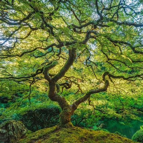 Moving to portland downtown portland portland oregon oregon usa portland neighborhoods city roller rocky horror picture forest park best places to eat. Japanese maple (Portland, Oregon) by Aaron Reed / 500px ...