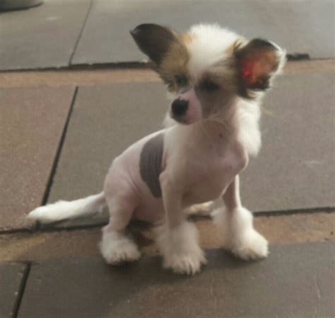 Chinese crested puppies are a toy dog with a lot of heart. Chinese Crested Puppy for sale | Newcastle Under Lyme ...