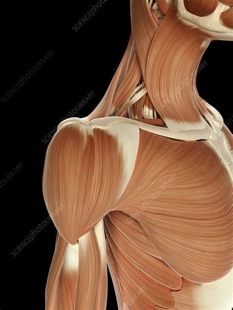 Human Shoulder Muscles Illustration Stock Image F0109238
