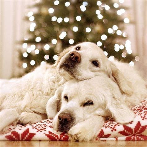 Pin By Amy Harmeier On Christmas Christmas Dog Christmas Puppy