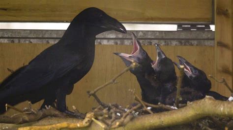 Tower Of London Welcomes First Raven Chicks In Years Bbc News