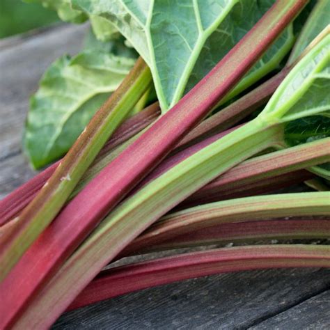 Rhubarb Victoria Pack Of 3 Garden Ready 6cm Peat Pots
