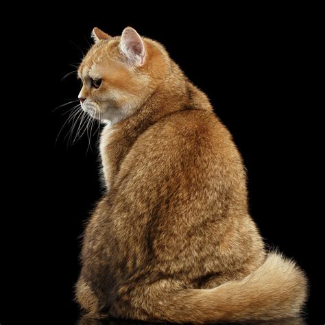 Offended British Cat Golden Color Photograph By Sergey Taran