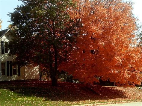 Fall Colors In Lamoille Iowa Fall Colors Iowa Outdoor
