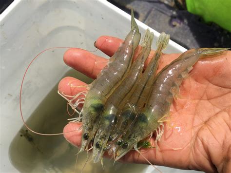 Global Shrimp Production Responsible Seafood Advocate