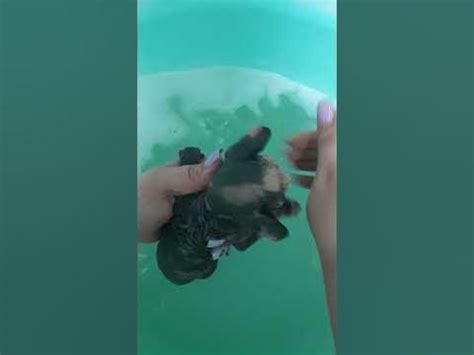 первое купание🐱#дом#животные#купаемся#малыши#котята#сфинкс - YouTube