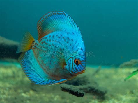 Blue Discus Stock Photo Image Of Fish Underwater Disc 144557134