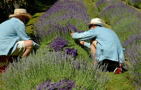 Lavendelpflanzen lieben warme, vollsonnige standorte mit durchlässigen, kalkhaltigen böden. Lavendel schneiden » Wann ist der richtige Zeitpunkt?