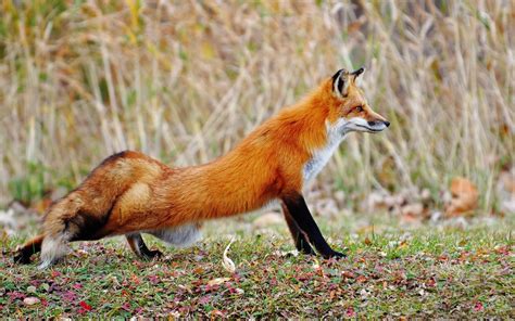 44 Fox Wallpaper Animal