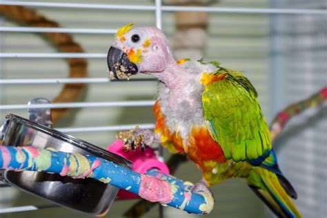 Feather Loss In Parrots 6 Common Reasons And Facts Pet Keen