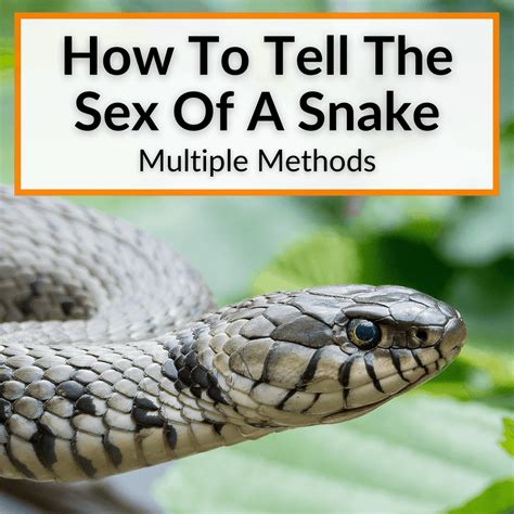 How To Tell The Sex Of A Snake Multiple Methods