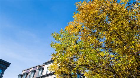 Wallpaper Tree Branches Leaves Sky Building Hd Widescreen High
