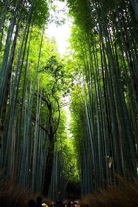 Green Bamboo Trees Photo Free Plant Image On Unsplash