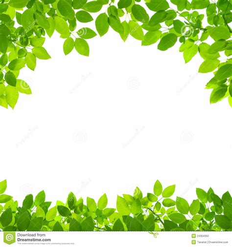 Green Leaves Border On White Stock Photo Image 24304350