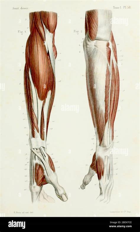 Human Forearm Muscles Posterior 1844 Stock Photo Alamy