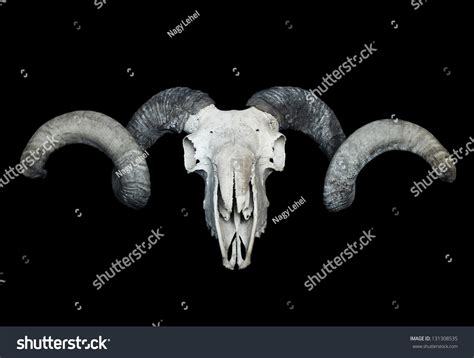 Large Ram Skull Isolated On Black Stock Photo 131308535 Shutterstock