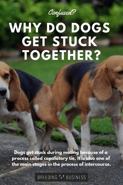Why Do Dogs Get Stuck — An Explanation On How Dogs Mate