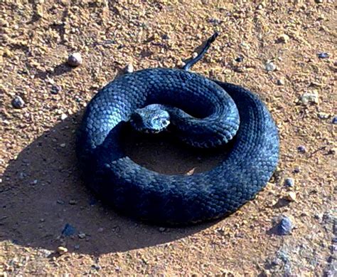 Australias 10 Most Dangerous Snakes Australian Geographic