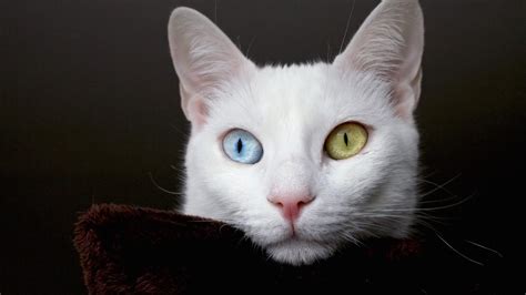 Cute Cat Yellow And Light Blue Eyesamerican Short Hair Style