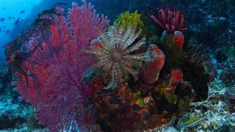 Bommie Reef Bing Wallpaper Download
