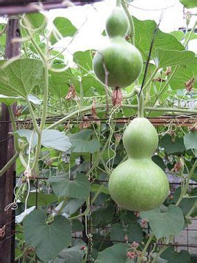 How does lisa convince difficult clients to try new styles? Grow Birdhouse Gourds - Vegetable Gardener; Information on ...
