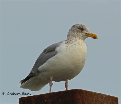 northern herring gull european herring gull herring gull… flickr
