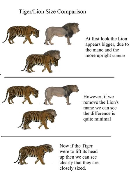 [/quotegorillas are the largest of all apes and primates, with a size of around 350 lb (158 kg), in contrast with the 130 lb (58 kg) leopard. Bengal Tiger/ African Lion Size Comparison | as it says ...