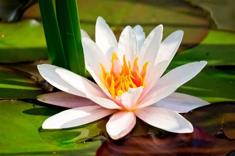 Lotus Flower Hd Wallpapers Hd Wallpapers High Definition Free Background
