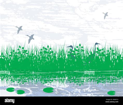Vector Illustration Of Birds In A Wetland Habitat Stock Vector Image