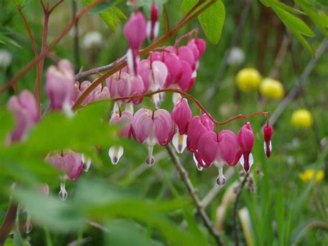 This reliable shade perennial comes in a number of varieties, all of which have pretty spotted or variegated foliage with sprays of pink or blue flowers in the spring. 22 Best Deer-Resistant Perennial Plants