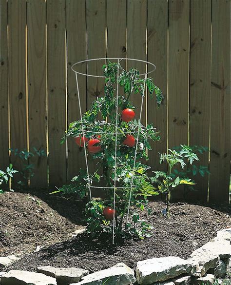 Galvanized Tomato Cage 42x12 Amazonfr Jardin Cage De Tomate
