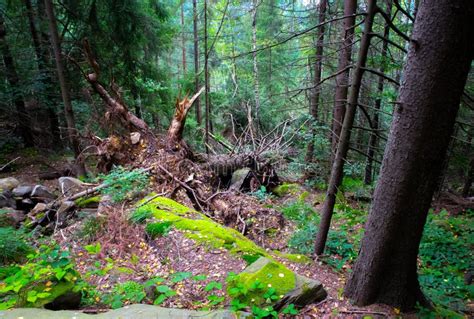 Fallen Tree In The Forest Destruction Of Plants Harmful Human