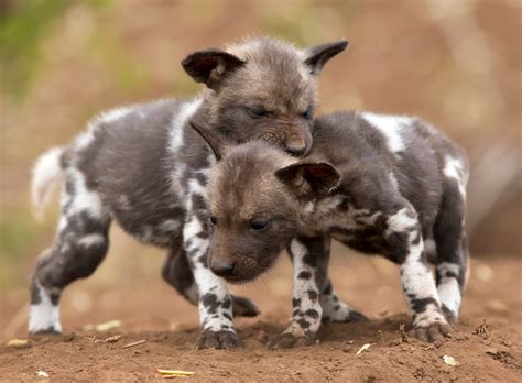 Celebrating Africas Wild Babies Africa Geographic